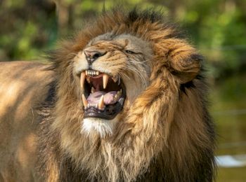 A lion is roaring, showcasing its sharp teeth and majestic mane, with a green and blurry background.